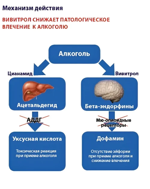 Механизм воздействия вивитрола